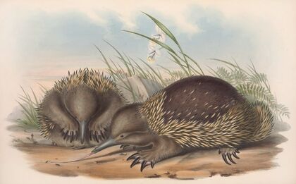 The mammals of Australia Pl.003