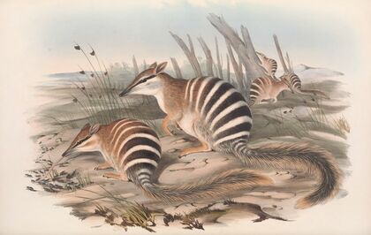 The mammals of Australia Pl.004