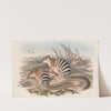 The mammals of Australia Pl.004 by John Gould