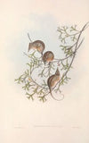 The mammals of Australia Pl.005