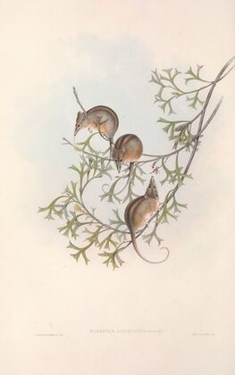 The mammals of Australia Pl.005