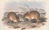 The mammals of Australia Pl.006