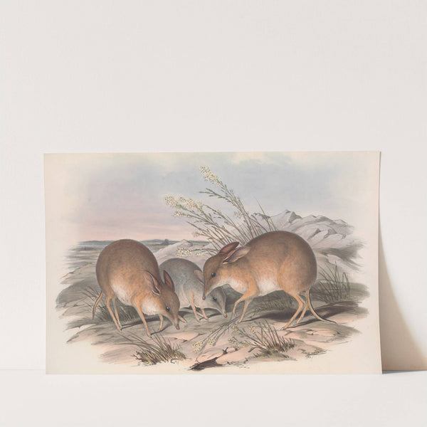 The mammals of Australia Pl.006 by John Gould