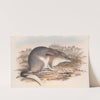 The mammals of Australia Pl.007 by John Gould