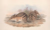 The mammals of Australia Pl.008