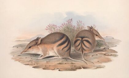The mammals of Australia Pl.008