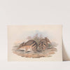 The mammals of Australia Pl.008 by John Gould