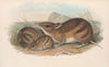 The mammals of Australia Pl.009