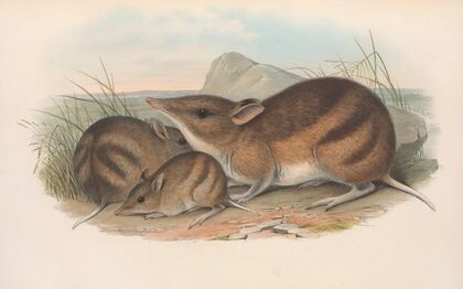 The mammals of Australia Pl.009