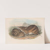 The mammals of Australia Pl.009 by John Gould