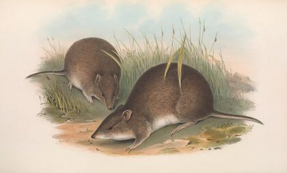 The mammals of Australia Pl.012