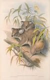 The mammals of Australia Pl.014