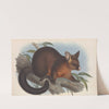 The mammals of Australia Pl.015 by John Gould