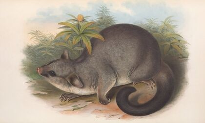The mammals of Australia Pl.016