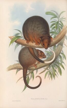 The mammals of Australia Pl.018
