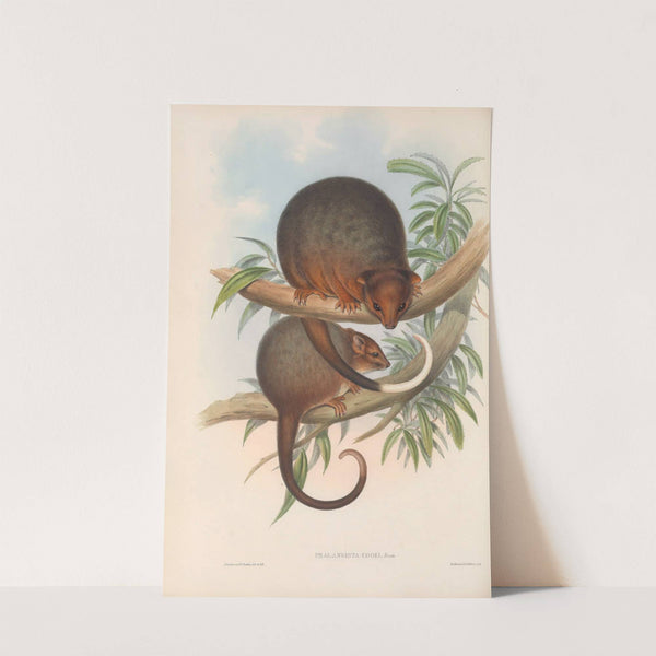 The mammals of Australia Pl.018 by John Gould