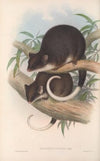 The mammals of Australia Pl.019