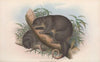 The mammals of Australia Pl.020