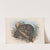 The mammals of Australia Pl.020 by John Gould