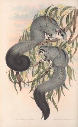 The mammals of Australia Pl.022