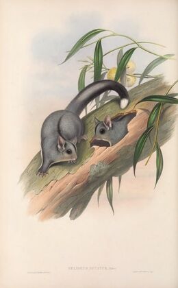 The mammals of Australia Pl.024