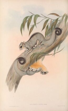 The mammals of Australia Pl.025