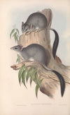 The mammals of Australia Pl.026