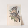 The mammals of Australia Pl.026 by John Gould