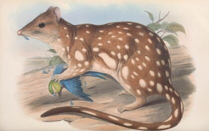 The mammals of Australia Pl.028