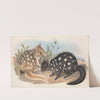 The mammals of Australia Pl.029 by John Gould