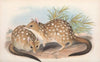 The mammals of Australia Pl.030
