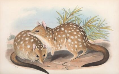 The mammals of Australia Pl.030