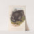 The mammals of Australia Pl.033 by John Gould