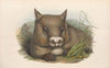 The mammals of Australia Pl.035
