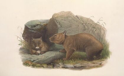 The mammals of Australia Pl.036