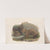 The mammals of Australia Pl.036 by John Gould