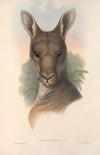 The mammals of Australia Pl.037