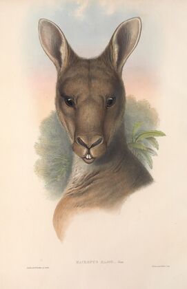 The mammals of Australia Pl.037