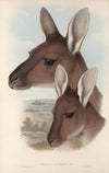 The mammals of Australia Pl.039