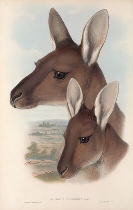 The mammals of Australia Pl.039