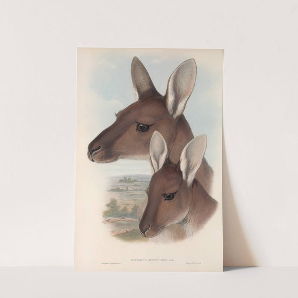 The mammals of Australia Pl.039 by John Gould