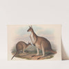 The mammals of Australia Pl.040 by John Gould