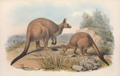 The mammals of Australia Pl.041