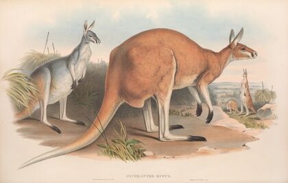 The mammals of Australia Pl.043