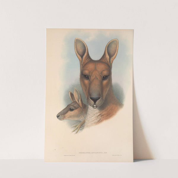 The mammals of Australia Pl.044 by John Gould