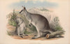 The mammals of Australia Pl.049