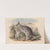 The mammals of Australia Pl.049 by John Gould