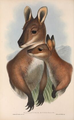The mammals of Australia Pl.050