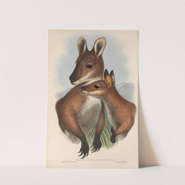 The mammals of Australia Pl.050 by John Gould