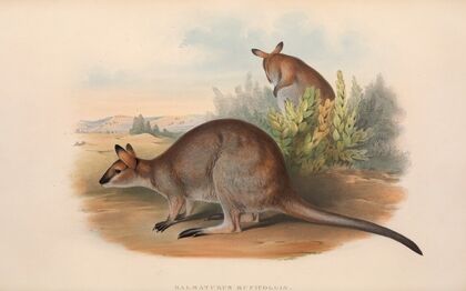The mammals of Australia Pl.051